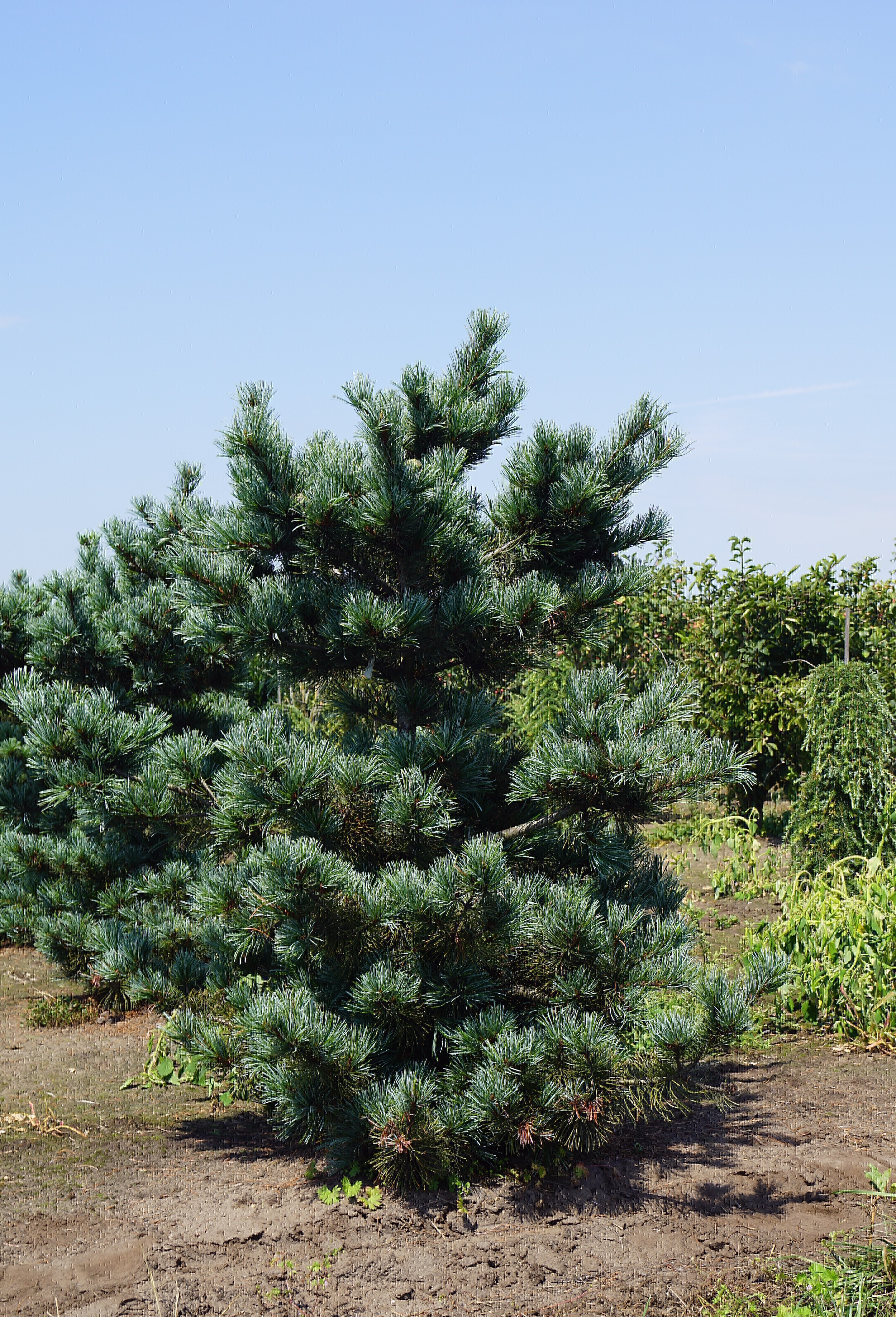 Pinus parviflora 'Negishi' (6)